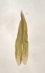 Gymnostomum aeruginosum