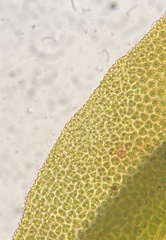 Gymnostomum aeruginosum