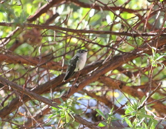 Elliotomyia chionogaster