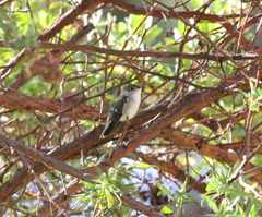 Elliotomyia chionogaster