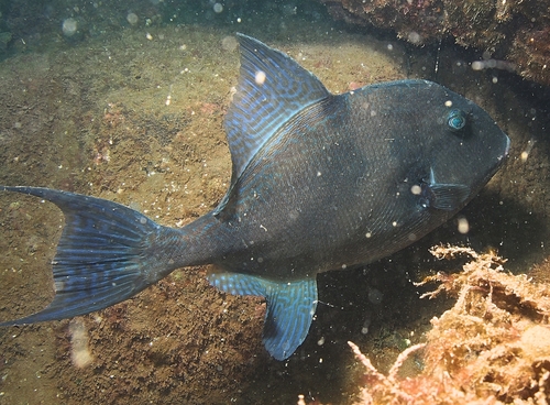 Common triggerfish (Balistes capriscus) — Balistidae — 5