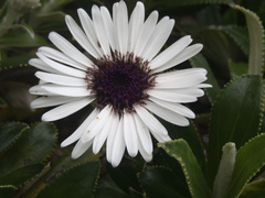 Macrolearia chathamica