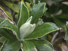 Macrolearia chathamica