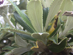 Macrolearia chathamica