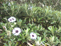 Macrolearia chathamica