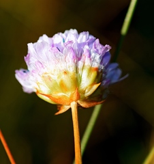 Armeria canescens