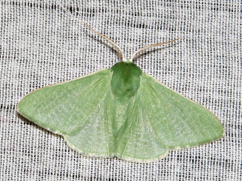 Omphax bilobata