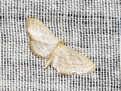 Scopula minorata