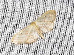 Scopula minorata