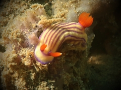 Hypselodoris maridadilus