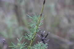 Dalea purpurea