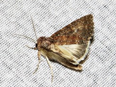 Condica capensis