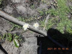 Pfaffia tuberosa