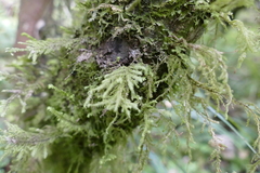 Trachyloma diversinerve