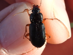 Anisodactylus verticalis