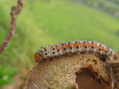 Palpita flegia