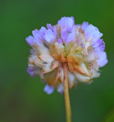 Armeria canescens