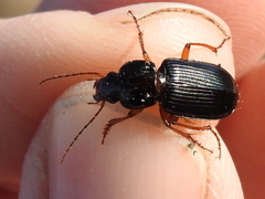 Anisodactylus verticalis