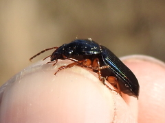 Anisodactylus verticalis