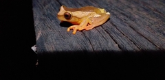 Dendropsophus arndti