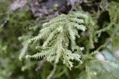 Trachyloma diversinerve