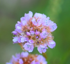 Armeria canescens