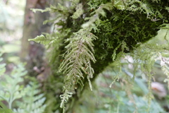 Trachyloma diversinerve