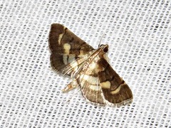Syngamia