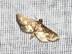 Syngamia