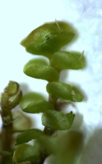 Scapania compacta