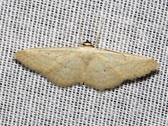 Scopula minorata