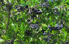 Forestiera segregata