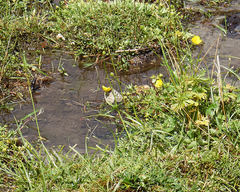 Parnassius phoebus sacerdos