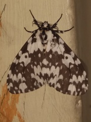 Lymantria marginata
