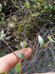 Olearia fragrantissima