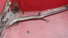 Marisora unimarginata