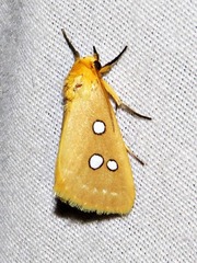 Rhanidophora cinctigutta