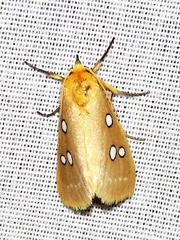 Rhanidophora cinctigutta