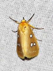 Rhanidophora cinctigutta