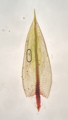 Ptychostomum creberrimum