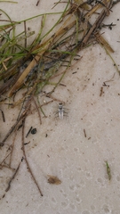 Habroscelimorpha dorsalis saulcyi