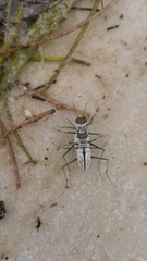 Habroscelimorpha dorsalis saulcyi