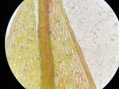 Ptychostomum creberrimum