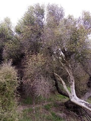 Olearia fragrantissima