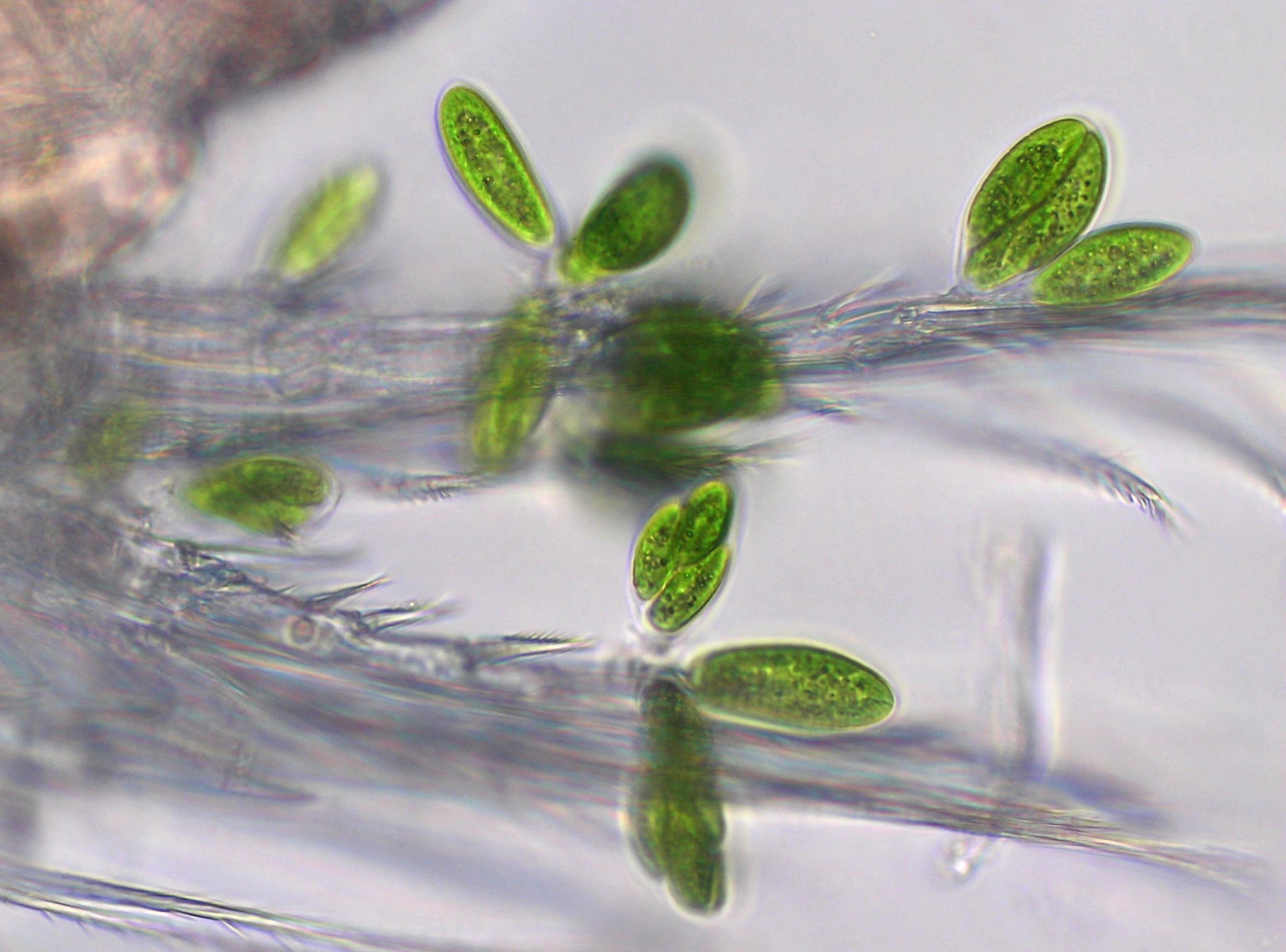 Chlorangiellaceae