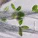 Chlorangiella pygmaea - Photo (c) MikeN, osa oikeuksista pidätetään (CC BY-NC), lähettänyt MikeN