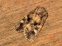 Tycomarptes inferior