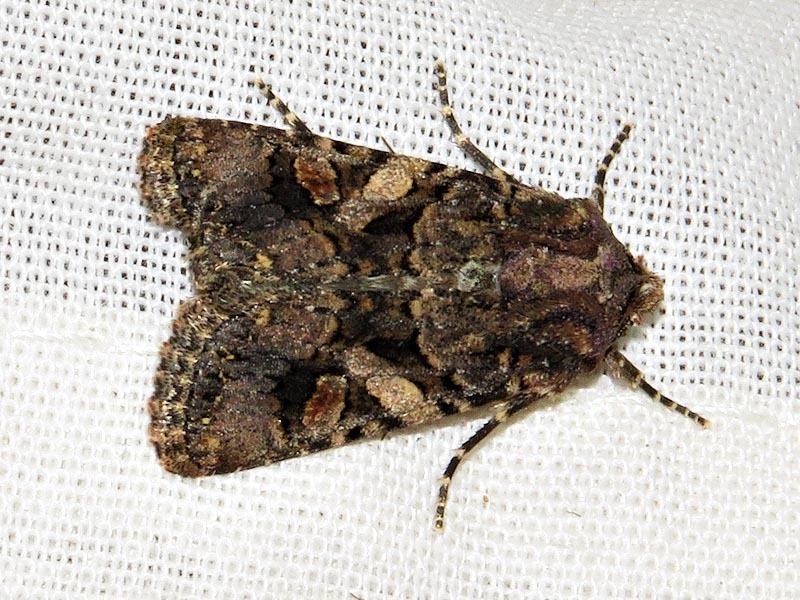 Tycomarptes praetermissa