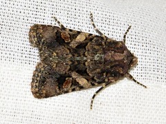 Tycomarptes praetermissa