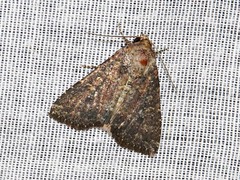 Condica capensis